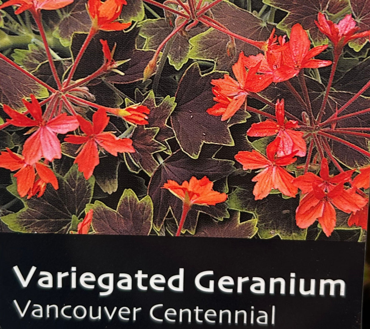 Geranium Variegated 'Vancouver Centennial' Plant - 1Ltr Pot