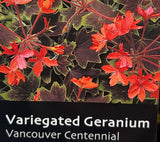 Geranium Variegated 'Vancouver Centennial' Plant - 1Ltr Pot