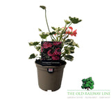 Geranium Variegated 'Frank Headley' Plant - 1Ltr Pot