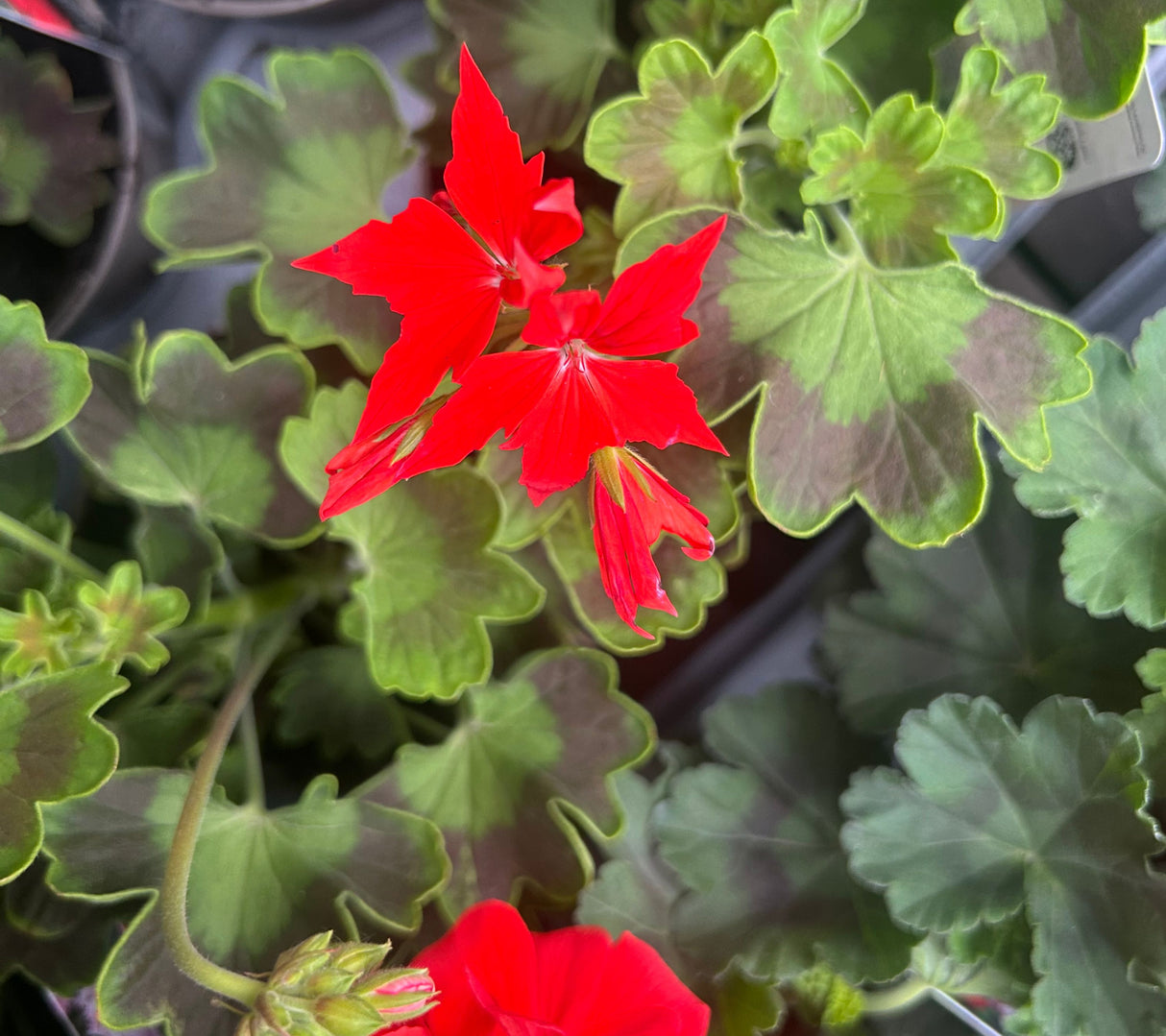 Geranium 'Fireworks' Red Plant - 1Ltr Pot