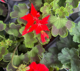 Geranium 'Fireworks' Red Plant - 1Ltr Pot