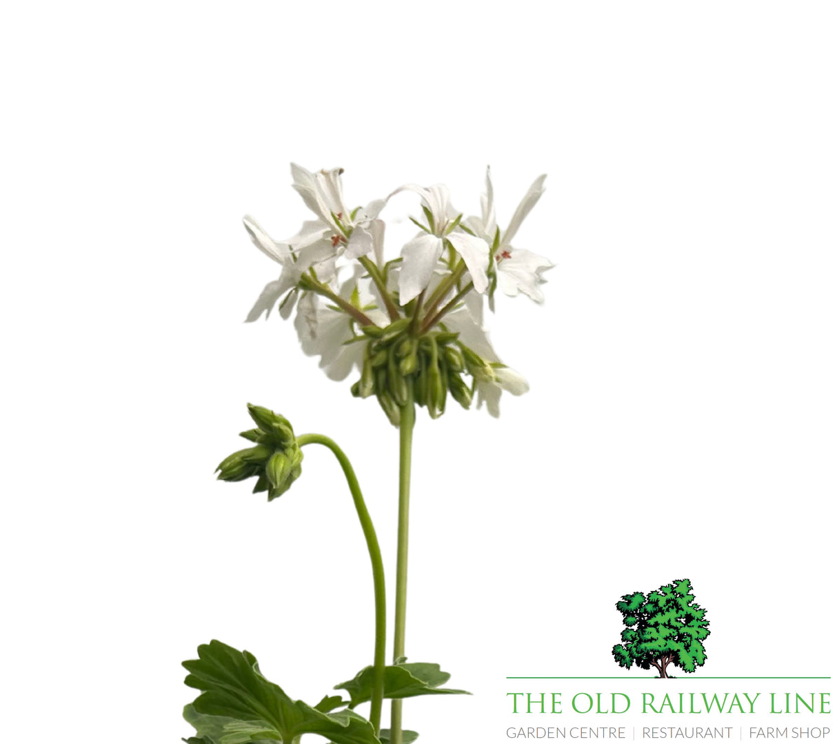 Geranium 'Fireworks' White - 1Ltr Pot