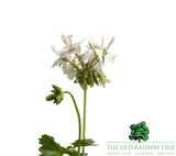 Geranium 'Fireworks' White - 1Ltr Pot
