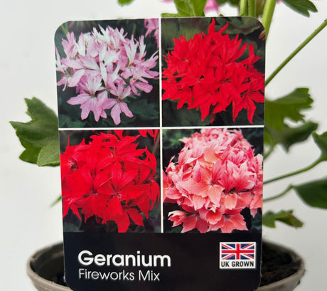 Geranium 'Firework' Light Pink - 1Ltr Pot