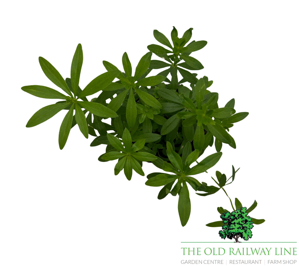 Woodruff Herb 9cm Pot