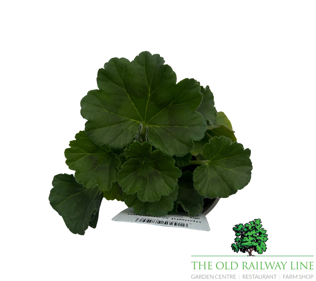 Geranium 'Upright Pink' 9cm Pot