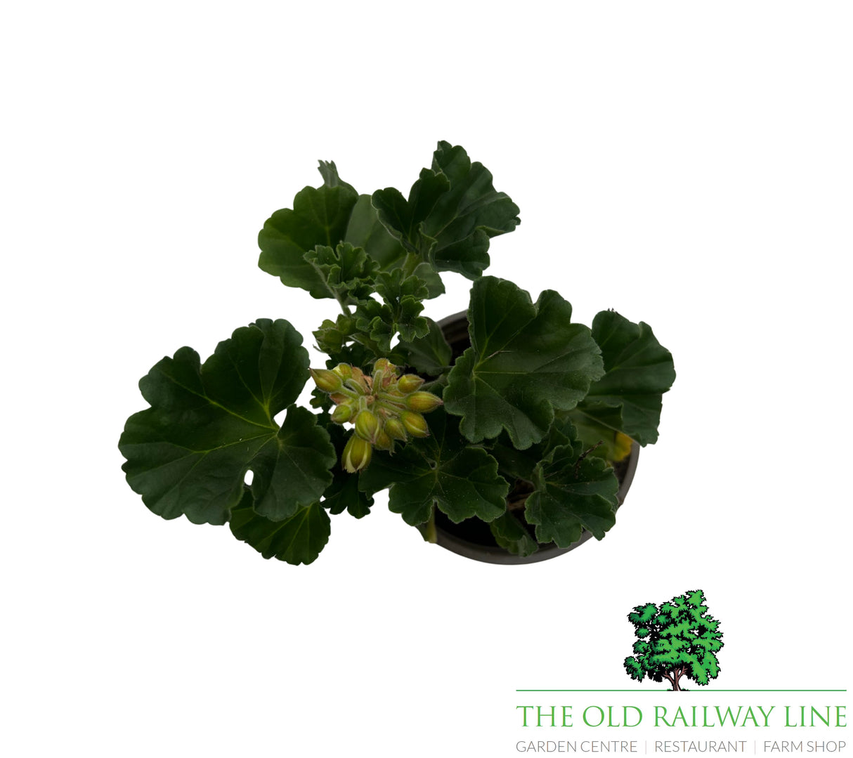 Geranium 'Upright White' 9cm Pot