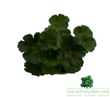 Geranium 'Upright Red' 9cm Pot