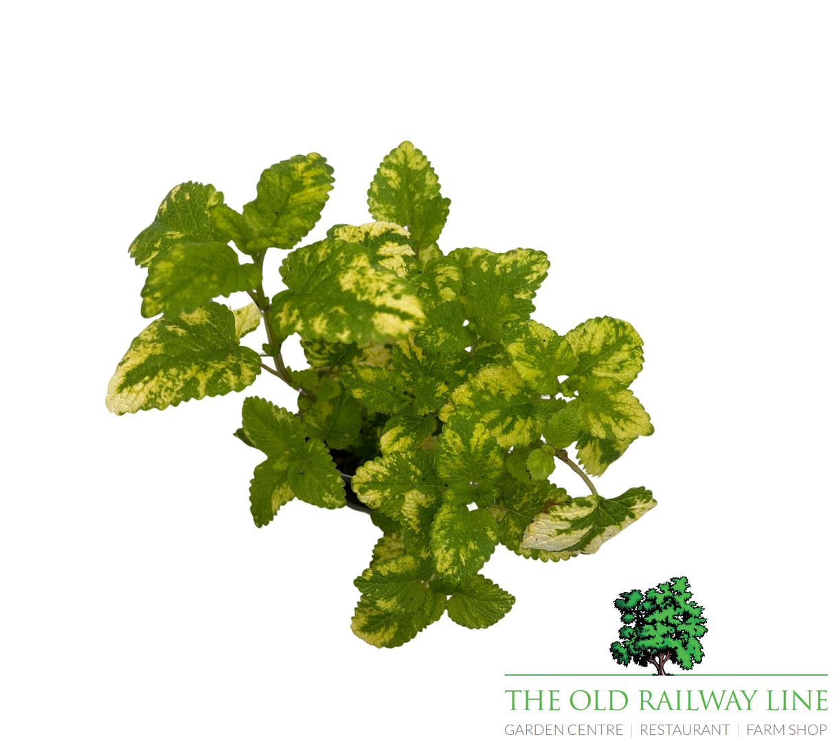 Lemon Balm Variegated 9cm pot