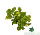 Lemon Balm Variegated 9cm pot