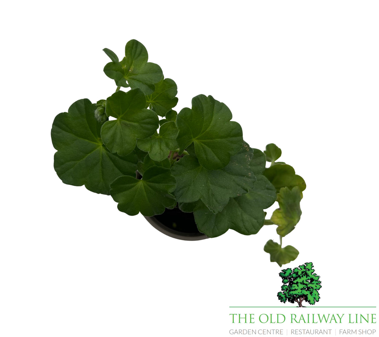 Geranium 'Trailing Cherry' 9cm Pot