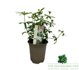 Woodruff Herb 9cm Pot