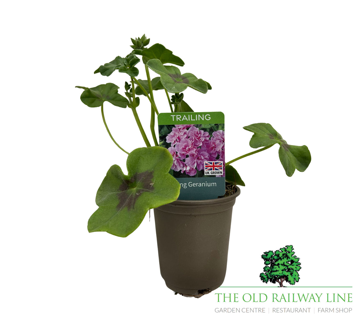 Geranium 'Trailing Lilac' 9cm Pot