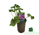 Geranium 'Trailing Lilac' 9cm Pot