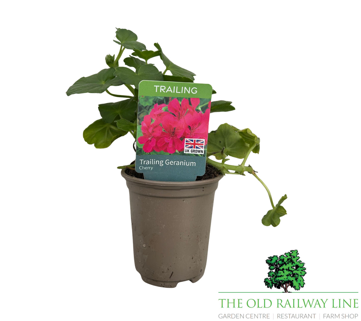 Geranium 'Trailing Cherry' 9cm Pot
