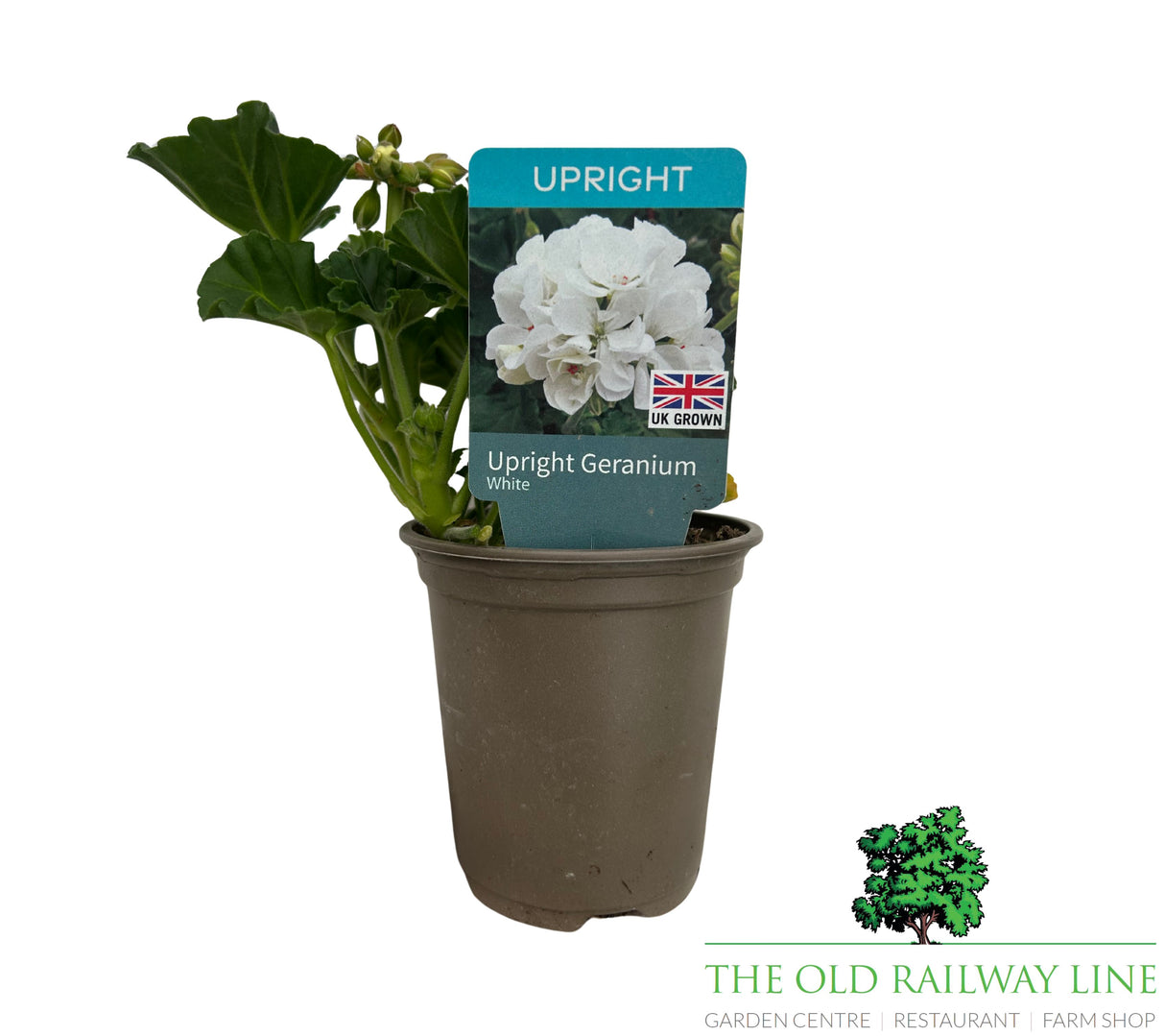 Geranium 'Upright White' 9cm Pot