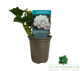 Geranium 'Upright White' 9cm Pot