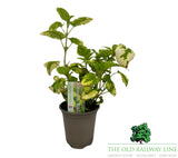 Lemon Balm Variegated 9cm pot