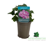 Geranium 'Upright Pink' 9cm Pot
