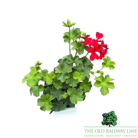 Geranium 'Calliope 'Landscape Deep Red' Plant - 1Ltr Pot - Old Railway Line Garden Centre