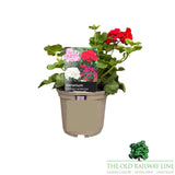 Geranium 'Calliope 'Landscape Deep Red' Plant - 1Ltr Pot - Old Railway Line Garden Centre