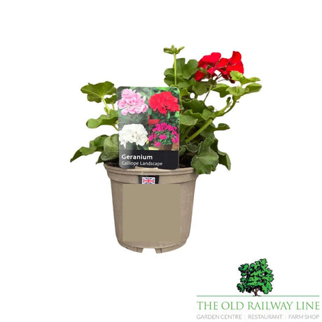 Geranium 'Calliope 'Landscape Deep Red' Plant - 1Ltr Pot - Old Railway Line Garden Centre