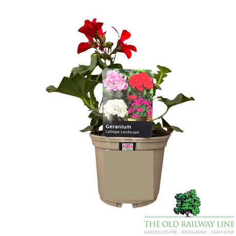 Geranium Calliope 'Landscape Fire' Plant - 1Ltr Pot - Old Railway Line Garden Centre
