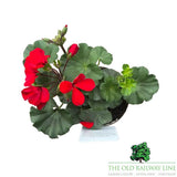 Geranium Calliope 'Landscape Fire' Plant - 1Ltr Pot - Old Railway Line Garden Centre