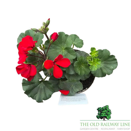 Geranium Calliope 'Landscape Fire' Plant - 1Ltr Pot - Old Railway Line Garden Centre
