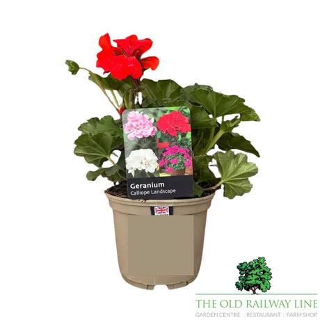 Geranium Calliope 'Landscape Orange' Plant - 1Ltr Pot - Old Railway Line Garden Centre