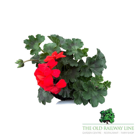 Geranium Calliope 'Landscape Orange' Plant - 1Ltr Pot - Old Railway Line Garden Centre