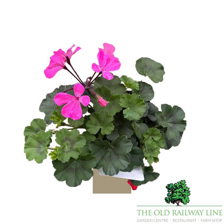 Geranium Calliope 'Landscape Pink' Plant - 1Ltr Pot - Old Railway Line Garden Centre