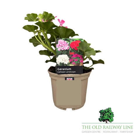 Geranium Calliope 'Landscape Pink' Plant - 1Ltr Pot - Old Railway Line Garden Centre
