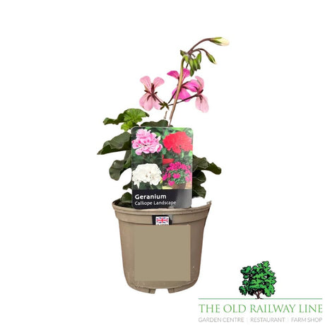 Geranium Calliope Landscape 'Rock N Rose' Plant - 1Ltr Pot - Old Railway Line Garden Centre