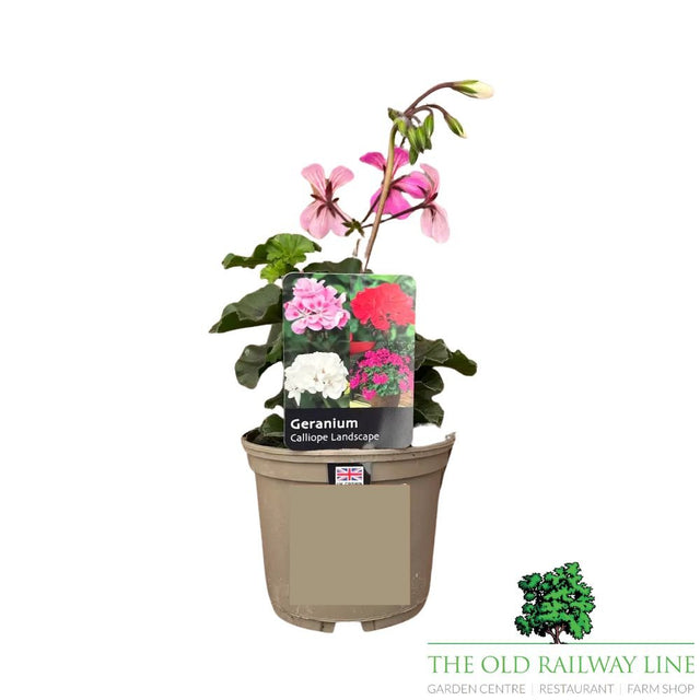 Geranium Calliope Landscape 'Rock N Rose' Plant - 1Ltr Pot - Old Railway Line Garden Centre