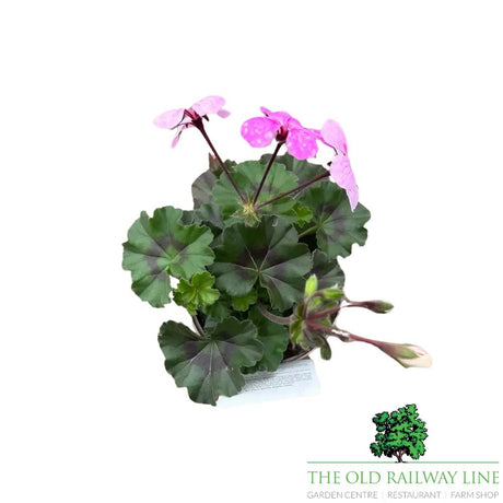 Geranium Calliope Landscape 'Rock N Rose' Plant - 1Ltr Pot - Old Railway Line Garden Centre