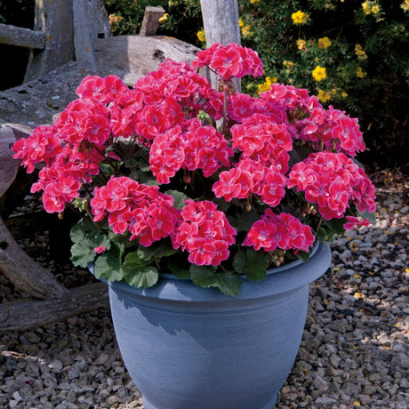 Geranium Fantasia Red Heart Bedding Plug Plant