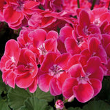 Geranium Fantasia Red Heart Bedding Plug Plant