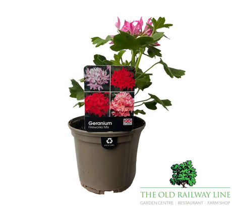 Geranium 'Firework' Light Pink - 1Ltr Pot - Old Railway Line Garden Centre