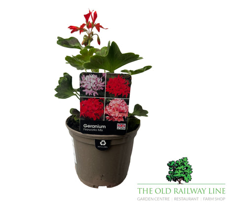 Geranium 'Fireworks' Red Plant - 1Ltr Pot - Old Railway Line Garden Centre