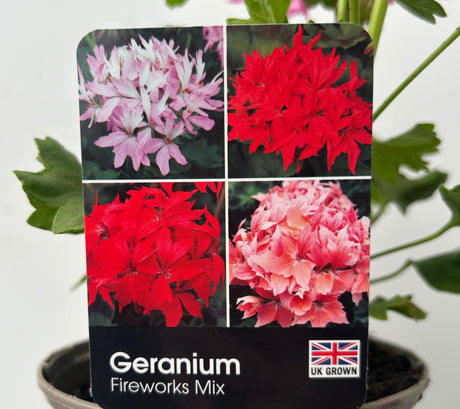 Geranium 'Fireworks' Red Plant - 1Ltr Pot - Old Railway Line Garden Centre
