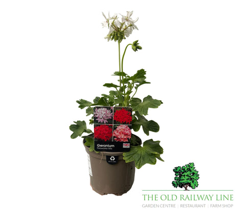 Geranium 'Fireworks' White - 1Ltr Pot - Old Railway Line Garden Centre