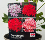 Geranium 'Fireworks' White - 1Ltr Pot - Old Railway Line Garden Centre