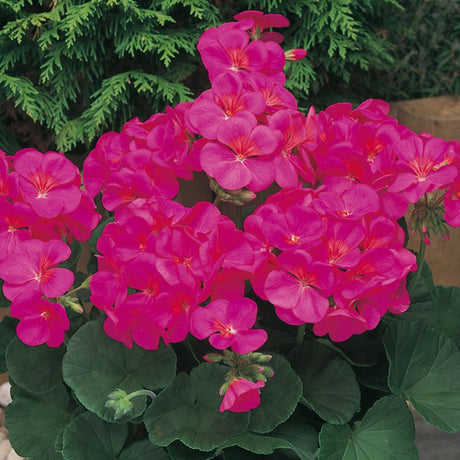 Geranium New Century Violet Bedding Plug Plant - Old Railway Line Garden Centre