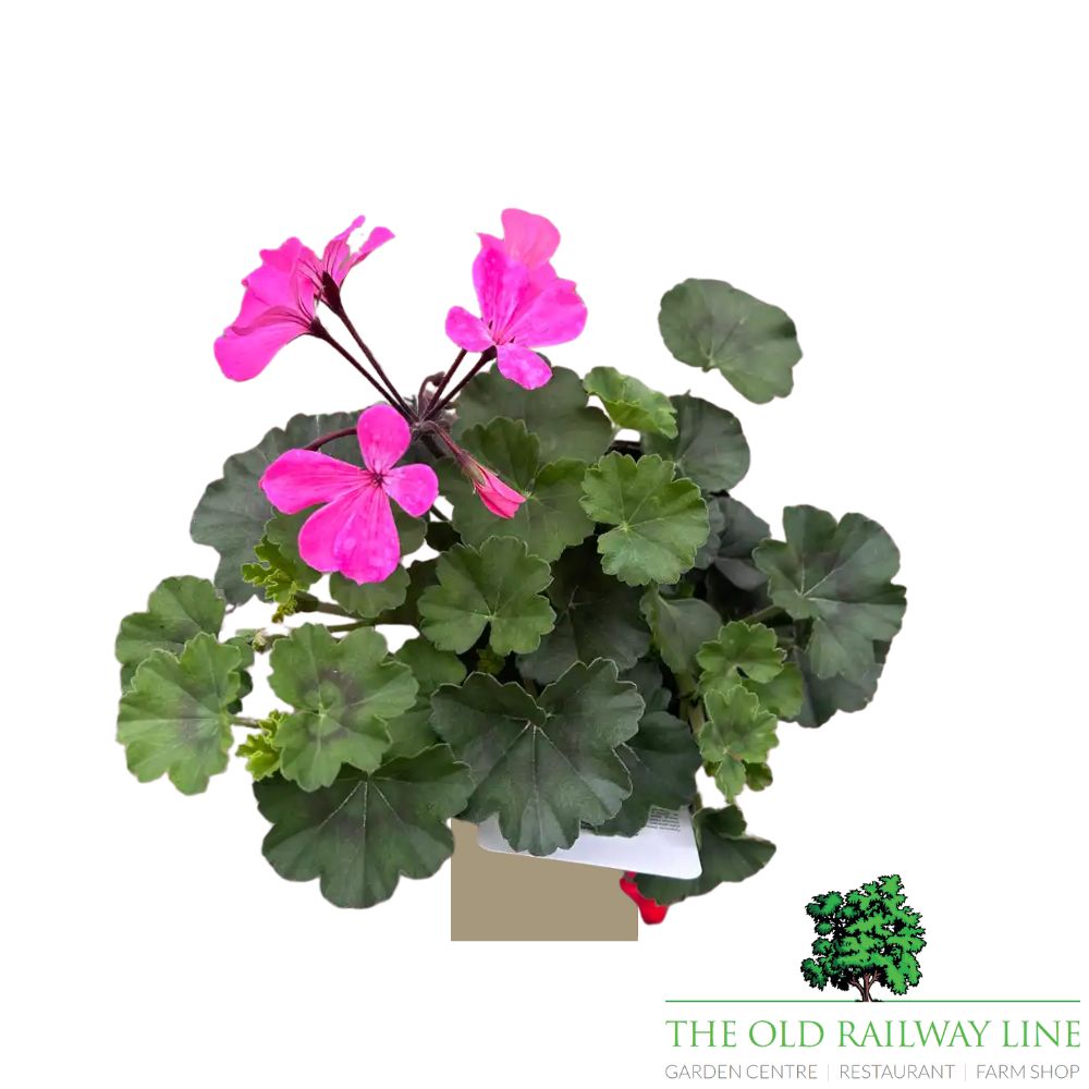 Geranium Calliope 'Landscape Pink' Plant - 1Ltr Pot
