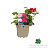 Geranium 'Calliope 'Landscape Deep Red' Plant - 1Ltr Pot