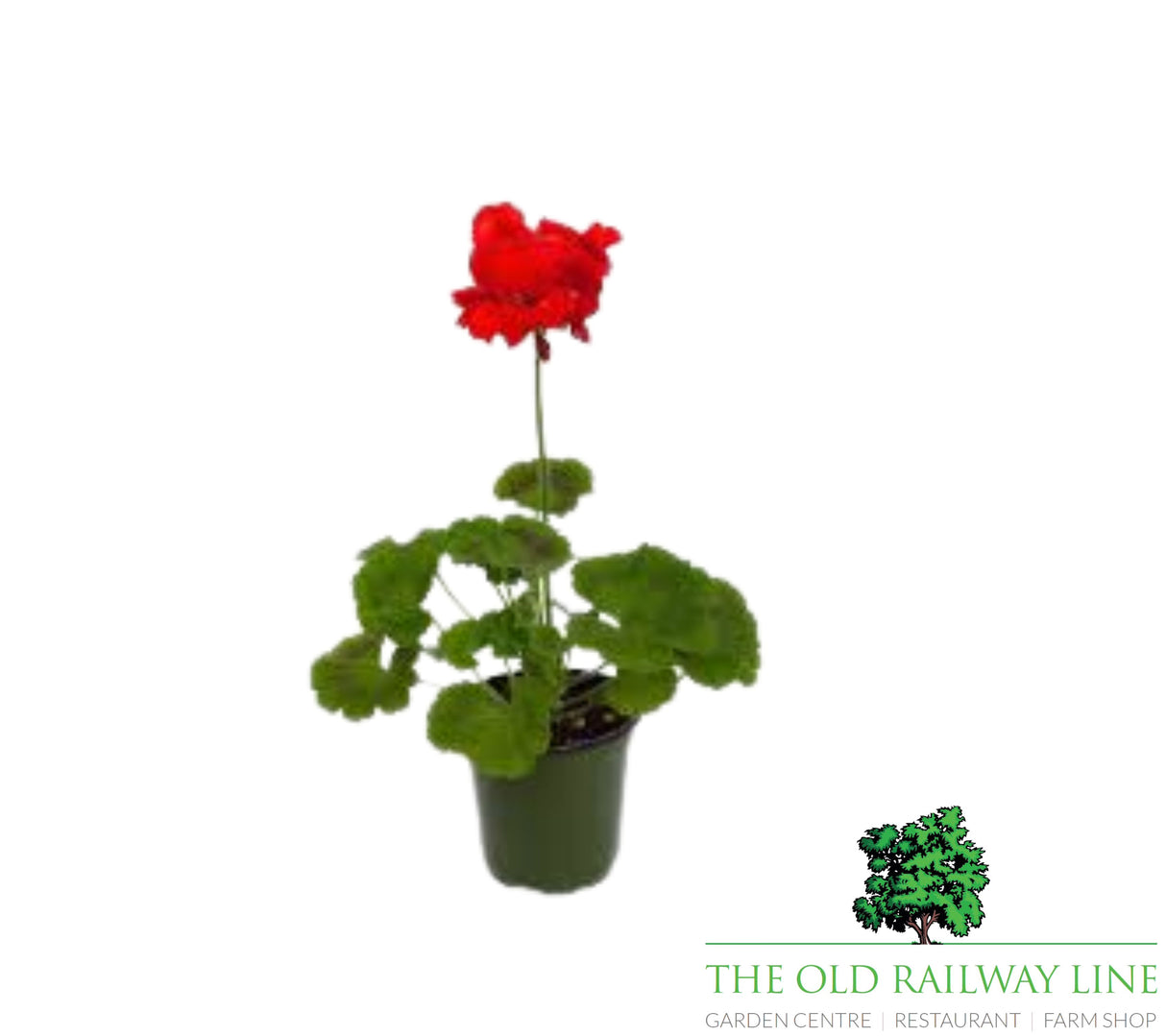 Geranium 'Trailing Dark Pink' 9cm Pot