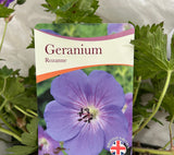 Geranium 'Rozanne' Plant - 3Ltr Pot