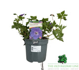 Geranium 'Rozanne' Plant - 3Ltr Pot