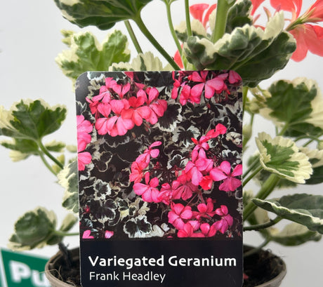 Geranium Variegated 'Frank Headley' Plant - 1Ltr Pot - Old Railway Line Garden Centre